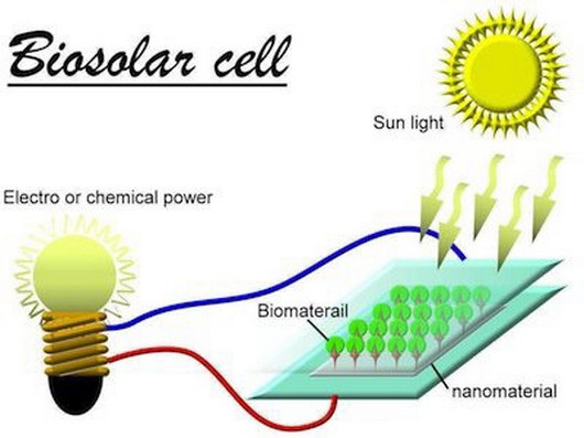 BioSolar: биоразложимые солнечные панели